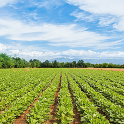 Agriculture